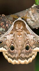 Moth on branch, detailed view