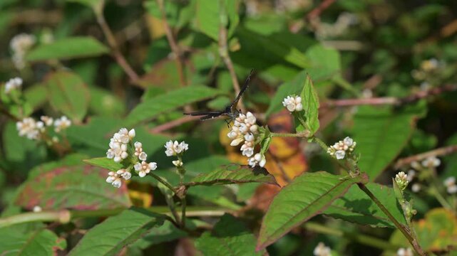 A Heliophorus ila butterfly on the flower.	