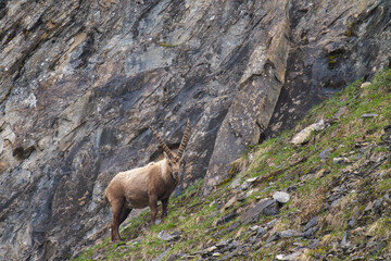 adult old alpine ibex in the hohe tauern national park in austria - east tirol, at a rainy spring day