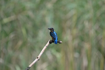 Eisvogel (Kingfisher)