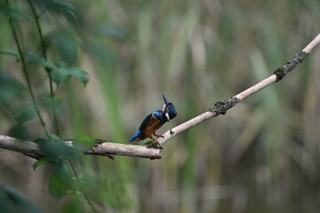 Eisvogel (Kingfisher)