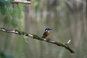 Eisvogel (Kingfisher)