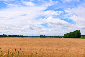 北海道 十勝の広大な農場(士幌町と上士幌町)
