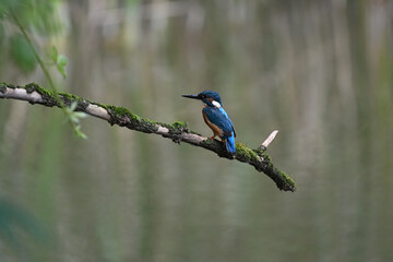 Fototapeta premium Eisvogel (Kingfisher)