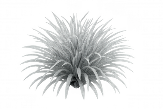 3d rendering showcasing ornamental grass, beautifully isolated on a transparent background, highlighting its vibrant green leaves and intricate details