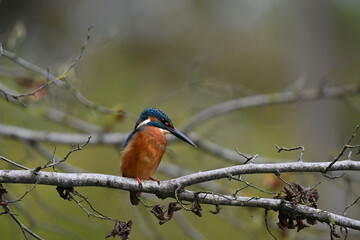 Eisvogel (Kingfisher)