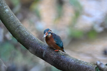 Eisvogel (Kingfisher)