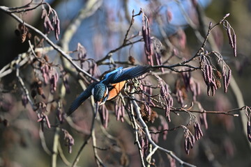Eisvogel (Kingfisher)