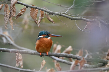 Eisvogel (Kingfisher)