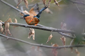 Eisvogel (Kingfisher)