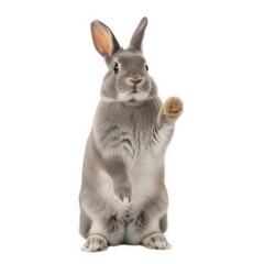 Obraz premium Gray rabbit standing upright isolated on transparent background