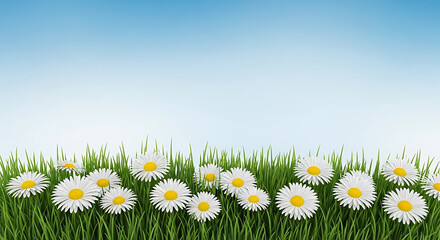 Fototapeta premium Field of white daisies blooming in green grass against a blue sky