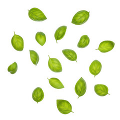 Fresh green basil leaves isolated on transparent background