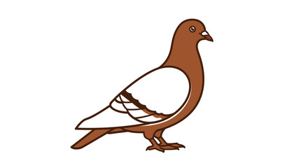 Brown and white pigeon standing on a white background.