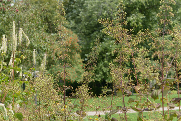 seed pods on plants in a late summer garden in the park garden