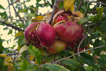 Pomegranates (Punica granatum) growing on tree branch in natural sunlight, ripe red fruits on the plant, healthy organic food in orchard or garden