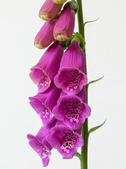 Foxglove Blooms Elegantly in Studio Setting