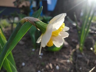 Narcissus variety Wave close-up. Blooming daffodil flower with white yellow petals in inflorescence on green stem and leaves growing in soil on sunny spring day. Agricultural farming and gardening © mari1408