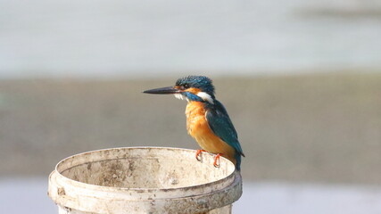 Kingfisher sitting on the perch at the beach, Israel.