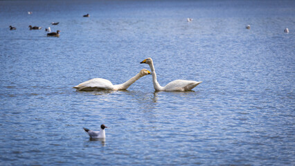 Two white swans playing with each other in the lake.