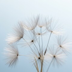 Obraz premium Dandelion seeds float on gentle breeze in springtime