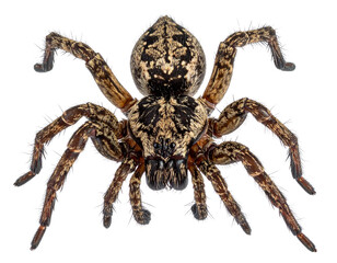  Macro Wolf Spider with Legs Spread and Textured Body PNG Cutout