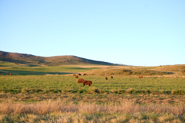 Obraz premium Redf Angus cows grazing in green field at sunset with rolling hills. Copy Space