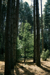 Green Pine Forest in Natural Light