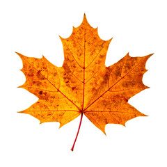 Obraz premium Close Up View Of Vibrant Orange Autumn Leaf Isolated On Transparent Background