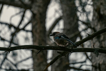 Colorful Jay Perched on Oak Branch