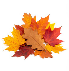 Obraz premium Autumn leaves display vibrant on a white background