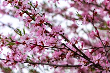 Natural beauty of blooming cherry blossoms in a tranquil garden during springtime in a vibrant display of pink flowers