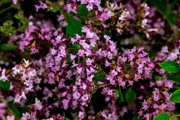 Beautiful cluster of pink flowering herbs vibrant in a garden setting during the late spring season showcasing their delicate petals and lush green leaves
