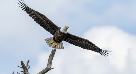 Naklejka premium Majestic Bald Eagle Takes Flight from Branch