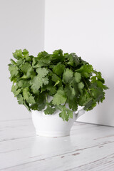 Cilantro in white pitcher 