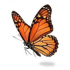 Fototapeta premium Monarch butterfly flies gracefully in isolation
