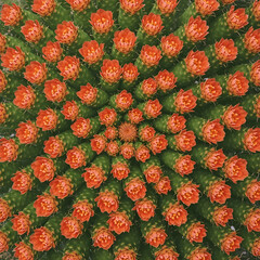 Rebutia cactus cluster, small round green bodies, covered with fine spines, blooming vibrant orange-red flowers all over, macro botanical photography