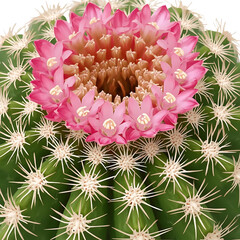 Mammillaria cactus cluster, small round bodies covered with soft white spines, crown of small pink flowers around the top, macro photography, bright natural light