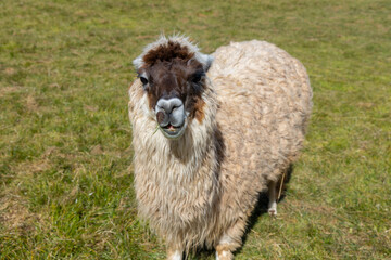 Obraz premium Llama and alpaca domestic animals herd on the high mountain plains of Peru. Fluffy and furry alpaca and llama camelid animals in South America Andes with colorful decoration in ears