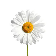 Fototapeta premium Isolated Close Up of a White Daisy Flower with Yellow Center and Green Stem on Transparent Background
