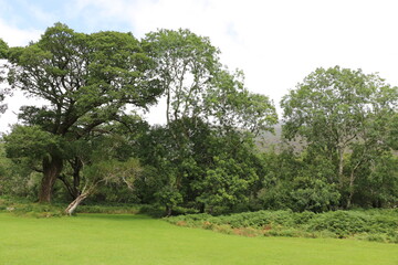 Le Parc National de Killarney, en Irlande
