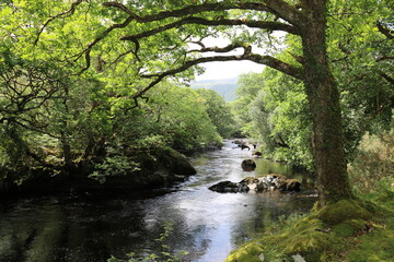 Naklejka premium Le Parc National de Killarney, en Irlande