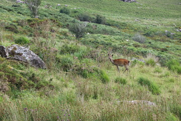 Le Parc National de Killarney, en Irlande