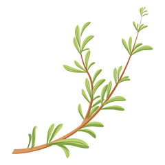 Simple illustration of a green thyme branch with small leaves. Perfect for culinary or nature themes.