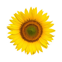 Fototapeta premium Isolated Sunflower Head with Bright Yellow Petals and Green Center on a Transparent Background