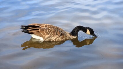 Canada goose（カナダ雁）