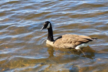 Canada goose（カナダ雁）