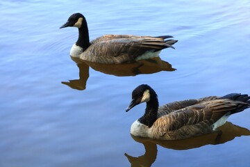 Canada goose（カナダ雁）