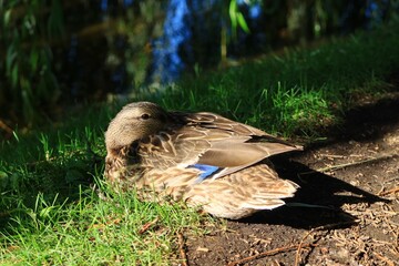 眠っているカモ