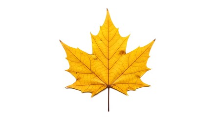 Fototapeta premium Vibrant Yellow Maple Leaf Isolated on White Background for Autumn Season Design